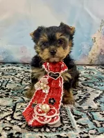 Teacup Lil’ Cosmo, a male Yorkshire Terrier for sale in Stantonville, TN – 9 of 10