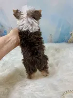 Micro Hippie Mae, a female Yorkshire Terrier for sale in Stantonville, TN – 10 of 10