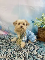 Scooter Blonde, a male Yorkshire Terrier and Poodle - Toy  for sale in Stantonville, TN – 7 of 10