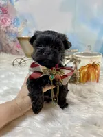 Micro Lil’ Louie V, a male Yorkshire Terrier for sale in Stantonville, TN – 7 of 10