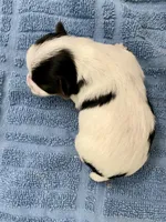 Tiny Teacup Parti, a female Yorkshire Terrier for sale in Stantonville, TN – Photo 2 of 2