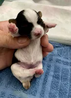 Tiny Teacup Parti, a female Yorkshire Terrier for sale in Stantonville, TN – Photo 1 of 2