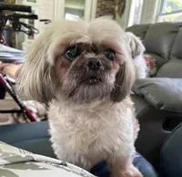 Sally, a female Shih Tzu for sale in Stantonville, TN – Photo 3 of 10