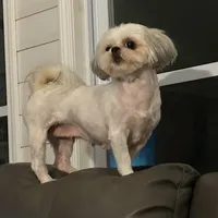 Sally, a female Shih Tzu for sale in Stantonville, TN – Photo 4 of 10