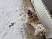 Sally, a female Shih Tzu for sale in Stantonville, TN – Photo 9 of 10