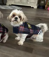 Sally, a female Shih Tzu for sale in Stantonville, TN – Photo 8 of 10