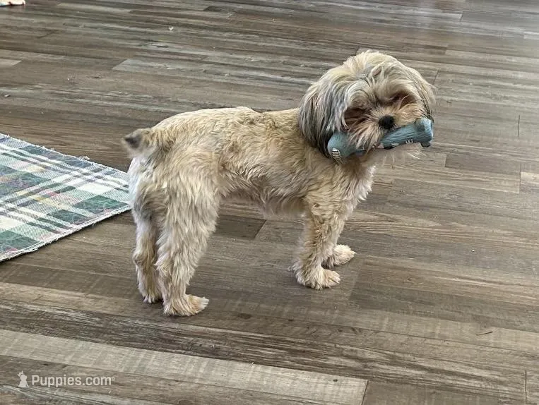 Sally, a female Shih Tzu for sale in Stantonville, TN – Photo 1 of 10