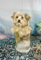 Scooter Blonde, a male Yorkshire Terrier and Poodle - Toy  for sale in Stantonville, TN – 8 of 10