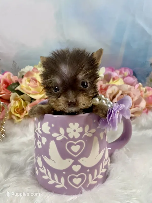 Tiny Micro Willow Rose Yummy Chocolate  – Yorkshire Terrier puppy for sale in Stantonville, TN