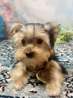 Mackey, a male Yorkshire Terrier for sale in Stantonville, TN – 9 of 10