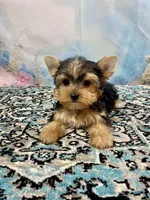 Maverick , a male Yorkshire Terrier for sale in Stantonville, TN – 5 of 10