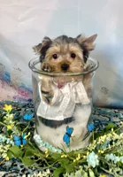 Mackey, a male Yorkshire Terrier for sale in Stantonville, TN – 6 of 10