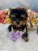 Micro Matilda Jane Teeny Tiny Yorkie , a female Yorkshire Terrier for sale in Stantonville, TN – 8 of 10