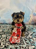 Teacup Lil’ Cosmo, a male Yorkshire Terrier for sale in Stantonville, TN – 10 of 10