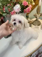 Andy 4ish pounds, a male Maltese for sale in Stantonville, TN – Photo 6 of 10