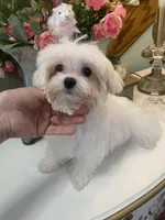 Andy 4ish pounds, a male Maltese for sale in Stantonville, TN – Photo 2 of 10