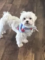 Andy 4ish pounds, a male Maltese for sale in Stantonville, TN – Photo 10 of 10