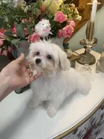 Andy 4ish pounds, a male Maltese for sale in Stantonville, TN – Photo 9 of 10