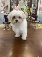 Andy 4ish pounds, a male Maltese for sale in Stantonville, TN – Photo 7 of 10
