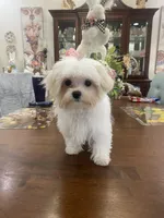 Andy 4ish pounds, a male Maltese for sale in Stantonville, TN – Photo 5 of 10