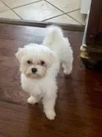 Andy 4ish pounds, a male Maltese for sale in Stantonville, TN – Photo 1 of 10