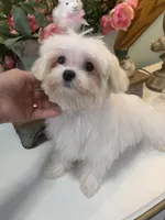 Andy 4ish pounds, a male Maltese for sale in Stantonville, TN – Photo 3 of 10