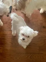 Andy 4ish pounds, a male Maltese for sale in Stantonville, TN – Photo 4 of 10