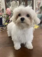 Andy 4ish pounds, a male Maltese for sale in Stantonville, TN – Photo 8 of 10