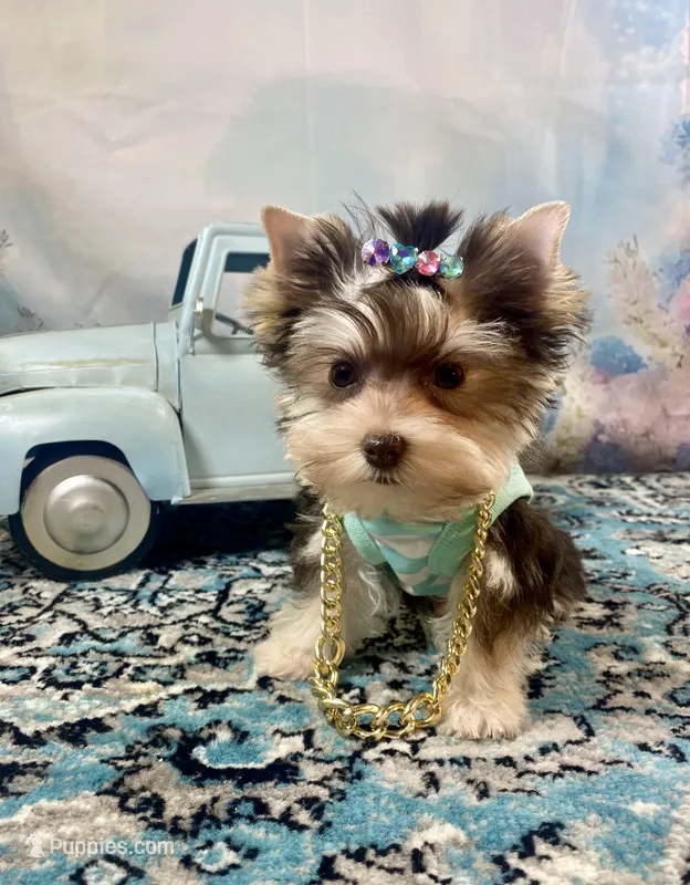 Hugo Chocolate Parti – Yorkshire Terrier puppy for sale in Stantonville, TN