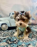 Hugo Chocolate Parti, a male Yorkshire Terrier for sale in Stantonville, TN – 1 of 10