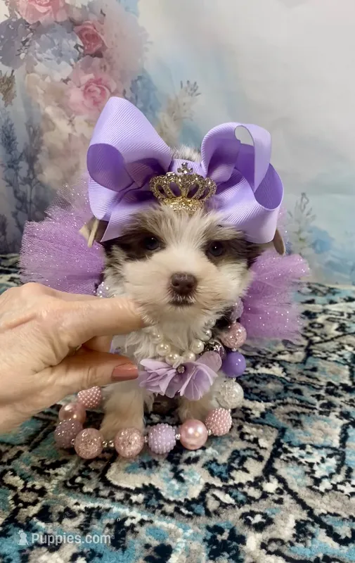 Twiggy – Yorkshire Terrier puppy for sale in Stantonville, TN