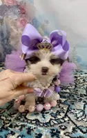 Twiggy, a female Yorkshire Terrier for sale in Stantonville, TN – 1 of 6