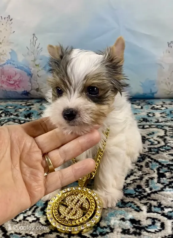 Teacup “Whisper” Merle Parti Yorkie  – Yorkshire Terrier puppy for sale in Stantonville, TN