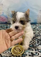 Teacup “Whisper” Merle Parti Yorkie , a male Yorkshire Terrier for sale in Stantonville, TN – 1 of 10