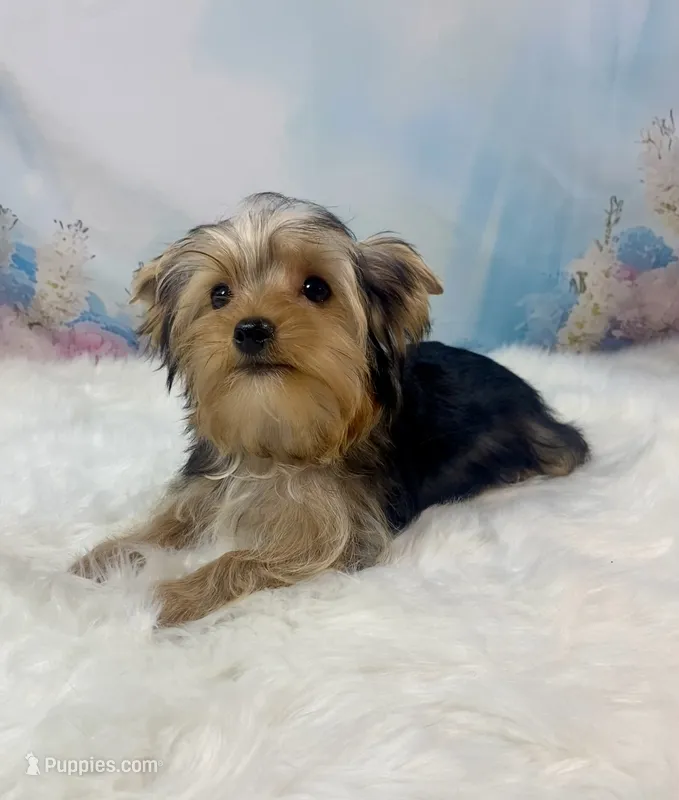 Bobby McGee  – Yorkshire Terrier puppy for sale in Stantonville, TN