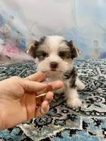 Twiggy, a female Yorkshire Terrier for sale in Stantonville, TN – 3 of 6