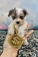 Teacup “Whisper” Merle Parti Yorkie , a male Yorkshire Terrier for sale in Stantonville, TN – 10 of 10