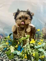 Maverick , a male Yorkshire Terrier for sale in Stantonville, TN – 9 of 10