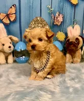 Scooter , a male Yorkshire Terrier and Poodle - Toy  for sale in Stantonville, TN – 5 of 8