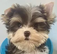 Lux Chocolate Parti, a male Yorkshire Terrier for sale in Stantonville, TN – 2 of 10