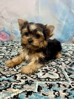 McGuire , a male Yorkshire Terrier for sale in Stantonville, TN – 6 of 8