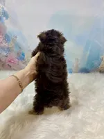 “CHIP” Chocolate, a male Yorkshire Terrier for sale in Stantonville, TN – 5 of 10