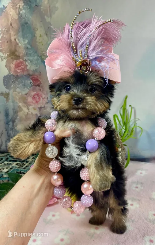 Teacup Melody-Joy – Yorkshire Terrier puppy for sale in Stantonville, TN