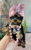 Teacup Melody-Joy, a female Yorkshire Terrier for sale in Stantonville, TN – Photo 1 of 10