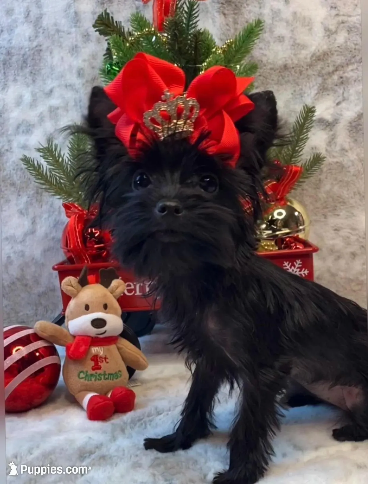 Teacup Melody-Joy, a female Yorkshire Terrier for sale in Stantonville, TN – Photo 9 of 10