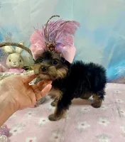 Teacup Melody-Joy, a female Yorkshire Terrier for sale in Stantonville, TN – Photo 6 of 10