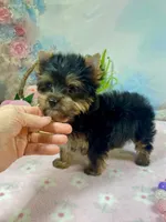 Teacup Melody-Joy, a female Yorkshire Terrier for sale in Stantonville, TN – Photo 2 of 10