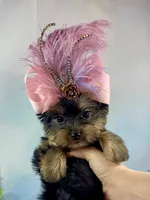 Teacup Melody-Joy, a female Yorkshire Terrier for sale in Stantonville, TN – Photo 5 of 10