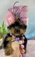 Teacup Melody-Joy, a female Yorkshire Terrier for sale in Stantonville, TN – Photo 3 of 10