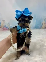 Teacup Melody-Joy, a female Yorkshire Terrier for sale in Stantonville, TN – Photo 8 of 10